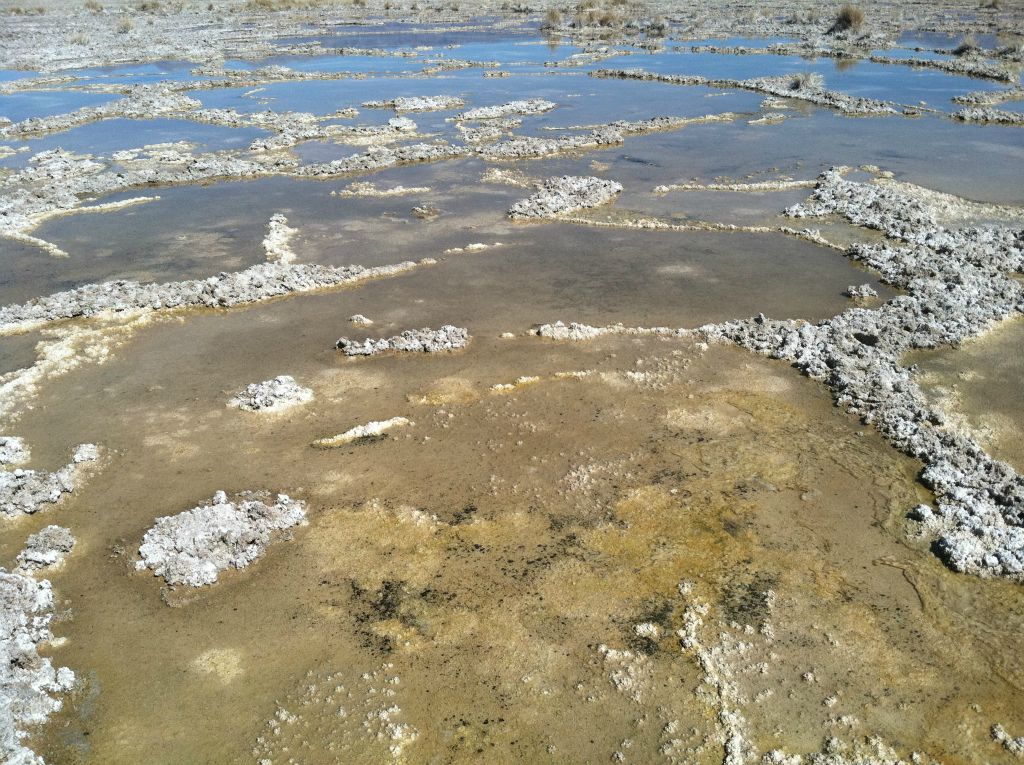 While walking through Cottonball Marsh, it is necessary to carefully navigate around the fragile and mucky areas: